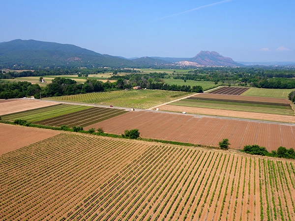 The wineyard of domaine des Escaravatiers 1