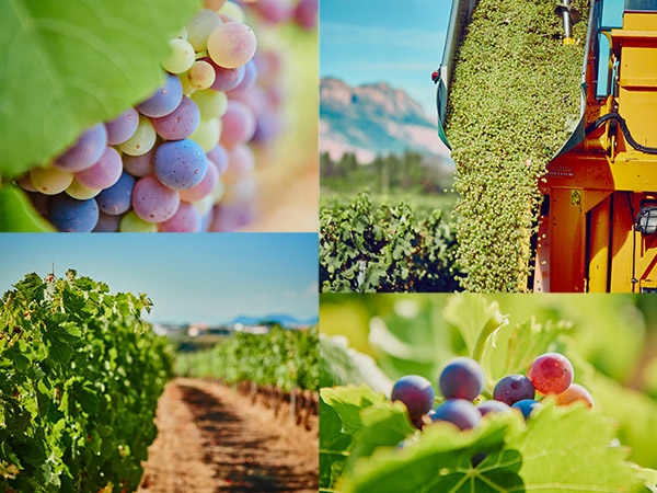 The wineyard of domaine des Escaravatiers 2