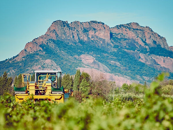 The wineyard of domaine des Escaravatiers 3